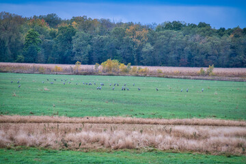 Sandhill Cranes Gather in a Field on a Fall Day&nbsp;