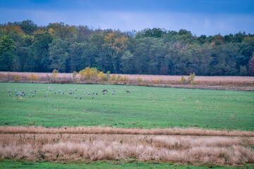 Sandhill Cranes Gather in a Field with Deer on a Fall Day&nbsp;