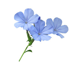 White plumbago or Cape leadwort flower. Close up small blue flower bouquet isolated on transparent...
