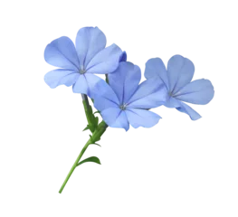 Foto auf Alu-Dibond White plumbago or Cape leadwort flower. Close up small blue flower bouquet isolated on transparent background.  © Tonpong