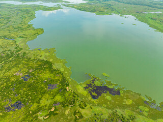 A marshland with lush of green vegetations and sunlight reflection over plants. Agusan Marshes. Mindanao, Philippines.