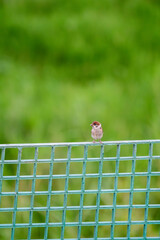child feeding a bird