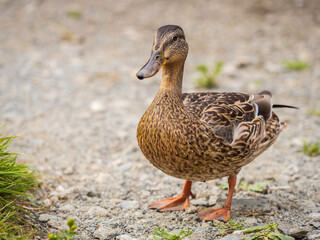 A duck female stands on its paws on the green shore of a pond.