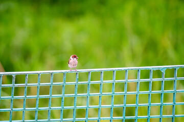 two sparrows on a fence