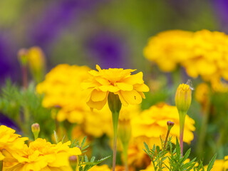Close-up of a vibrant yellow Tagetes flower, a symbol of natural beauty
