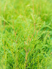 Thuja branches close-up. Thuja branch background
