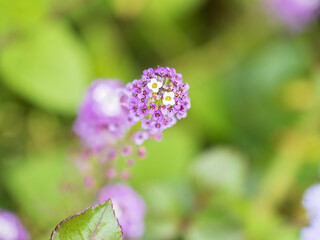 Verbena bonariensis flowers, Argentinian Vervain or Purpletop Vervain, Clustertop Vervain, Tall Verbena, Pretty Verbena, in garden