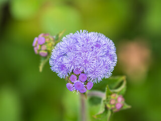 Close-up of small, purple flowers, Ageratum Houstonianum, also know as Floss flower, Pussy Foot, or Blue mink.