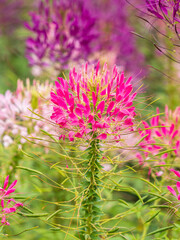 Group of purple and red Cleome hassleriana flowers or Spinnenblume or Cleome spinosa is on a green blurred background