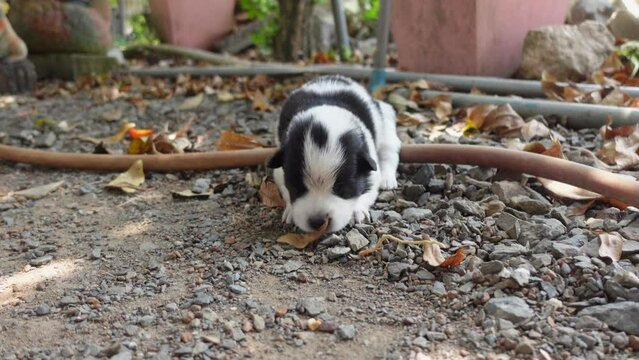 Cute puppy with white and black stripes like a panda.