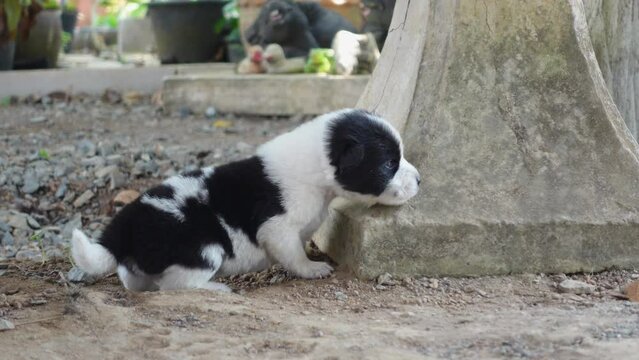 Cute puppy with white and black stripes like a panda.