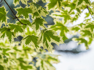 Fototapeta na wymiar Green and white foliage of Norway Maple 'Drummondii' - Acer platanoides Variegata