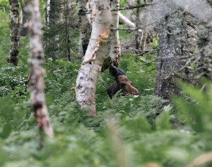 vue d'un orignal brun caché dans les bois lors d'une journée d'été avec de hautes fougères vertes