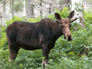 vue d'un orignal brun de côté dans les bois lors d'une journée d'été avec de hautes fougères...