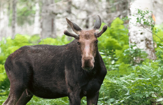 portrait d'un orignal brun de c&ocirc;t&eacute; dans les bois lors d'une journ&eacute;e d'&eacute;t&eacute; avec de hautes foug&egrave;res vertes en arri&egrave;re plan