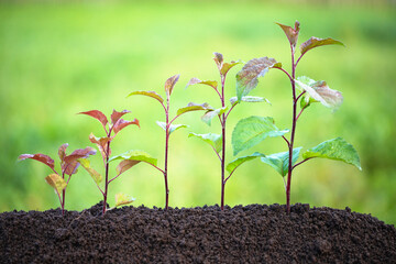 several plants in the ground of different sizes with a blurred green background, concept growth to...