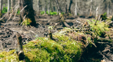 gros plan sur une souche de bois dans la forêt avec une mousse fraiche qui pousse lors d'une journée d'été
