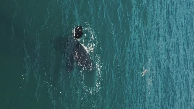 The southern right whale calf plays in the water. Eubalaena australis. Mother and calf of the Right Whales swim near Brazilian shore near the town of Imbituba.