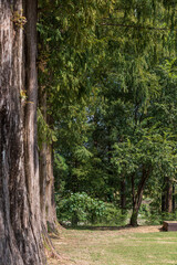 Fototapeta premium Dense metasequoia forest. Metasequoia glyptostroboides