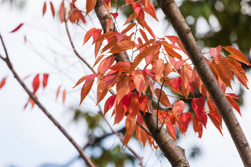 Autumn maple leaves dyed red.