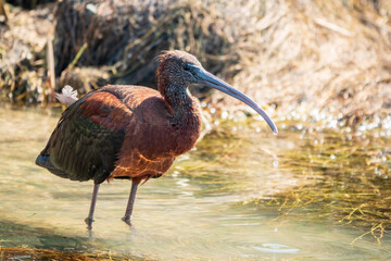 The glossy ibis, latin name Plegadis falcinellus, searching for food in the shallow lagoon.