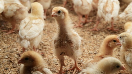 chickens in the farm