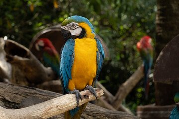 A blue-yellow macaw perched on a branch. Can be viewed up close