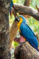 A blue-yellow macaw perched on a branch. Can be viewed up close