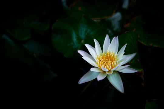 Beautiful white lotus blooms in the morning against a background of green leaves. with copy space