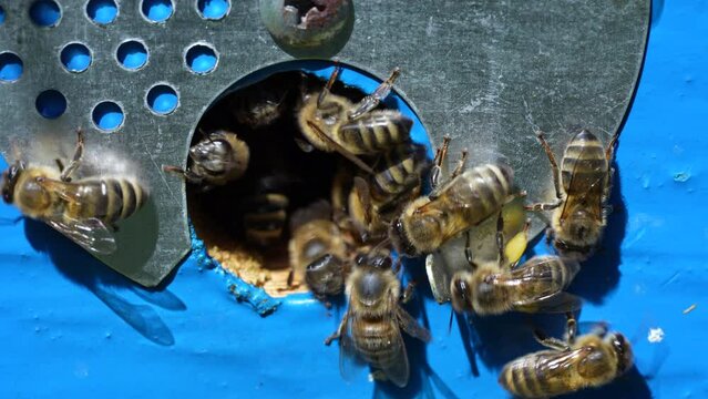 Honey bees fly next to the bee hive in the apiary to collect honey, close up. Beekeeping in countryside. Colony bees in apiary, macro. Detailed landing holes in the hive and fly bees
