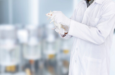 Research staff are injecting the mouse into animals, Experimental animals, test on laboratory...