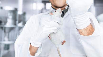 Research staff are injecting the mouse into animals, Experimental animals, test on laboratory...