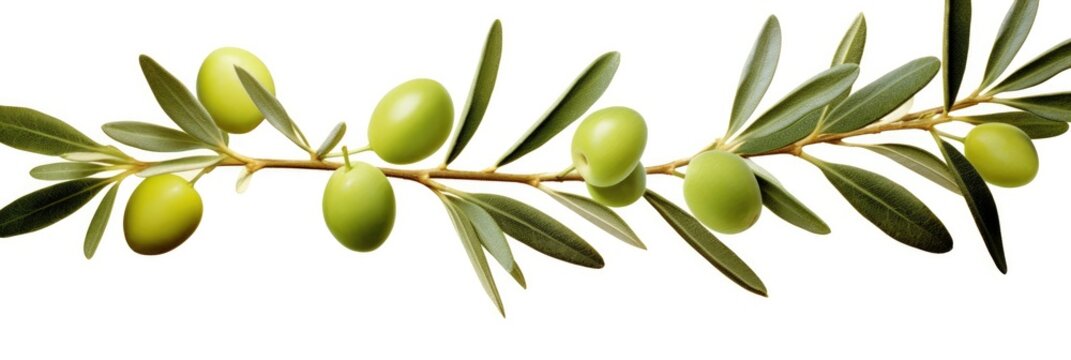Olive tree branch, green olives and leaves on white background.