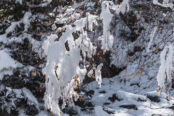 Snow branches. White snow on the leaves. Winter has come..Selective focus.