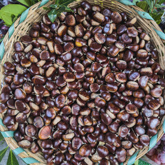 Basket with ripe chestnuts. Autumn chestnut harvest.