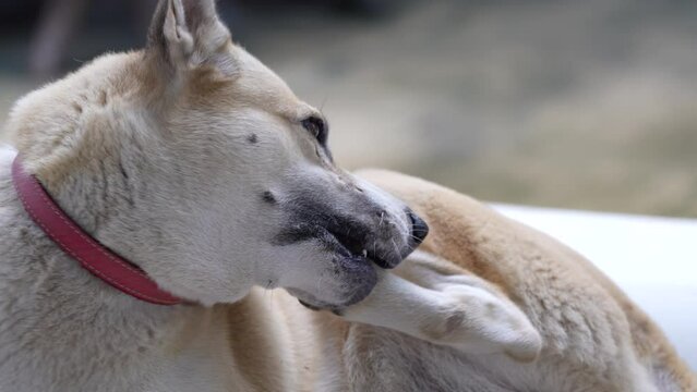 Dogs lick, gnaw, sheep, scratch due to itching. from fungi, bacteria, yeast, along the crotch area of the toes Sometimes they even put it in their mouth. may cause various pathogens ingest