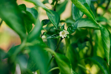 A white flower among green leaves. Green bell pepper in the garden. Unripe pepper. Organic concept. Vegetables grown at home.