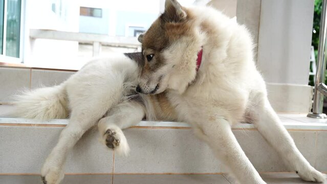Dogs lick, gnaw, sheep, scratch due to itching. from fungi, bacteria, yeast, along the crotch area of the toes Sometimes they even put it in their mouth. may cause various pathogens ingest