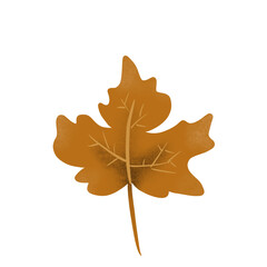 Fototapeta premium autumn maple leaf