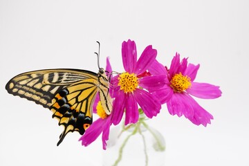 白バックにピンクの可愛いコスモスの花に翅を閉じて捉まるナミアゲハチョウ