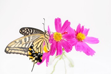 ホワイトバックに赤の可愛いコスモスの花に止まって翅を開閉させる羽化直後のナミアゲハチョウ