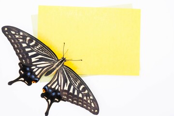 白バックに翅を開いたナミアゲハ蝶が止まった黄色の夏イメージのメッセージカードのモックアップ