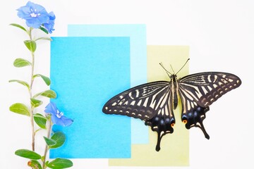 白バックにエボルブルスの可憐な花とアゲハ蝶を飾った青の爽やかなのメッセージスペースのモックアップ