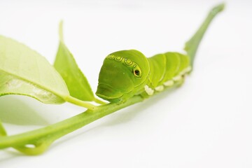 白背景にレモンの緑の枝にとまるナミアゲハチョウの終齢幼虫