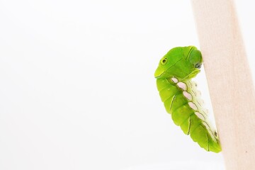 白バックに木の棒に糸を掛けて蛹になる準備をするナミアゲハチョウの緑色の終齢幼虫