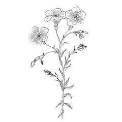 Flower Outline Illustration Vintage Style