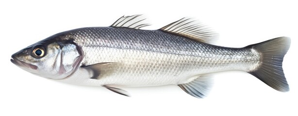 One fresh sea bass fish isolated on white background.