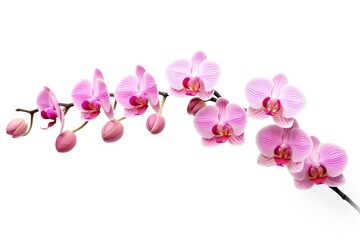 Pink Orchid isolated on white background.