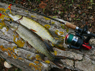Two pikes, a spinning rod on a tree trunk.