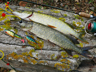Two pikes, a spinning rod, bait on a tree trunk.